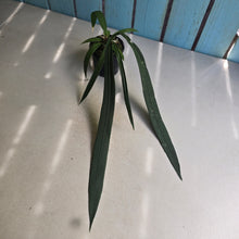 Load image into Gallery viewer, #P5 Anthurium Vittarifolium