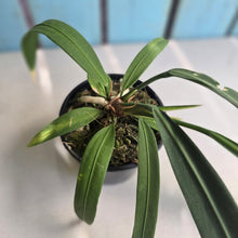 Load image into Gallery viewer, #P5 Anthurium Vittarifolium