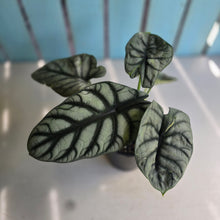 Load image into Gallery viewer, #G3 Alocasia Silver Dragon