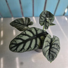 Load image into Gallery viewer, #G3 Alocasia Silver Dragon