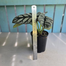 Load image into Gallery viewer, #G3 Alocasia Silver Dragon