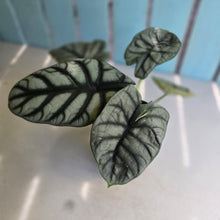 Load image into Gallery viewer, #G3 Alocasia Silver Dragon