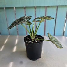 Load image into Gallery viewer, #G3 Alocasia Silver Dragon