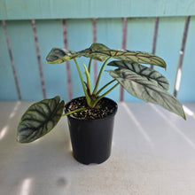 Load image into Gallery viewer, #G3 Alocasia Silver Dragon