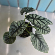 Load image into Gallery viewer, #G3 Alocasia Silver Dragon