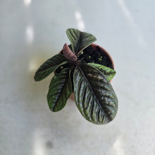 Load image into Gallery viewer, #B91 Labisia Sp.