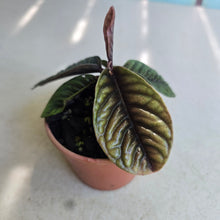 Load image into Gallery viewer, #B91 Labisia Sp.