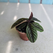 Load image into Gallery viewer, #B91 Labisia Sp.