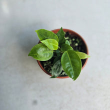 Load image into Gallery viewer, #D54 Two x Anthurium Punctatum Seedlings