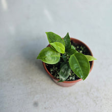 Load image into Gallery viewer, #D54 Two x Anthurium Punctatum Seedlings