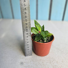 Load image into Gallery viewer, #D54 Two x Anthurium Punctatum Seedlings