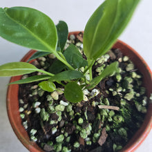 Load image into Gallery viewer, #D54 Two x Anthurium Punctatum Seedlings