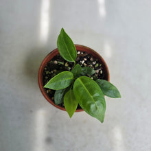 Load image into Gallery viewer, #RB5 Two x Anthurium Punctatum Seedlings