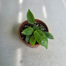 Load image into Gallery viewer, #RB5 Two x Anthurium Punctatum Seedlings