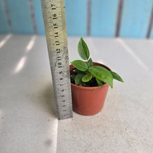 Load image into Gallery viewer, #RB5 Two x Anthurium Punctatum Seedlings