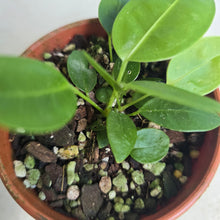 Load image into Gallery viewer, #RB5 Two x Anthurium Punctatum Seedlings