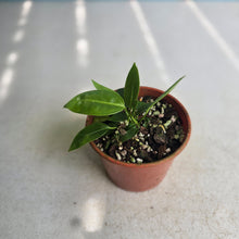 Load image into Gallery viewer, #RB5 Two x Anthurium Punctatum Seedlings