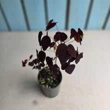 Load image into Gallery viewer, #H16 Oxalis Hedysaroides / Fire Fern