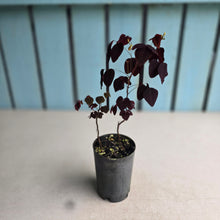 Load image into Gallery viewer, #H16 Oxalis Hedysaroides / Fire Fern