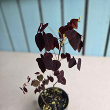Load image into Gallery viewer, #H16 Oxalis Hedysaroides / Fire Fern