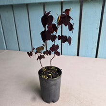 Load image into Gallery viewer, #H16 Oxalis Hedysaroides / Fire Fern