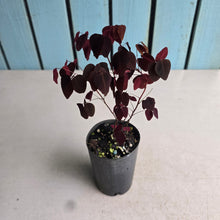 Load image into Gallery viewer, #G27 Oxalis Hedysaroides / Fire Fern