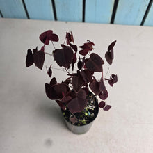 Load image into Gallery viewer, #G27 Oxalis Hedysaroides / Fire Fern