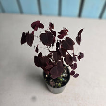 Load image into Gallery viewer, #G27 Oxalis Hedysaroides / Fire Fern