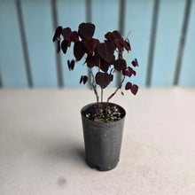Load image into Gallery viewer, #G27 Oxalis Hedysaroides / Fire Fern