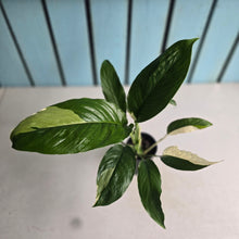 Load image into Gallery viewer, #104 Spathiphyllum Picasso