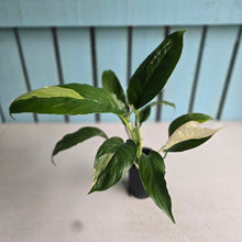 Load image into Gallery viewer, #104 Spathiphyllum Picasso