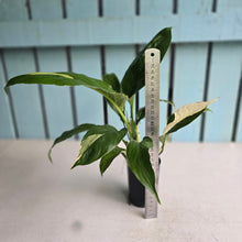 Load image into Gallery viewer, #104 Spathiphyllum Picasso