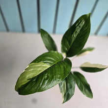 Load image into Gallery viewer, #104 Spathiphyllum Picasso
