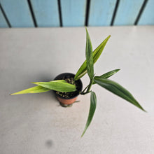 Load image into Gallery viewer, #B102 Variegated Epipremnum Amplissimum