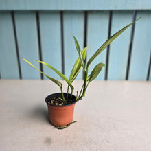 Load image into Gallery viewer, #B102 Variegated Epipremnum Amplissimum
