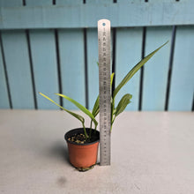 Load image into Gallery viewer, #B102 Variegated Epipremnum Amplissimum