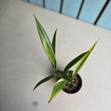 Load image into Gallery viewer, #B102 Variegated Epipremnum Amplissimum