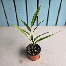 Load image into Gallery viewer, #B102 Variegated Epipremnum Amplissimum
