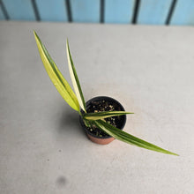 Load image into Gallery viewer, #H73 Variegated Epipremnum Amplissimum