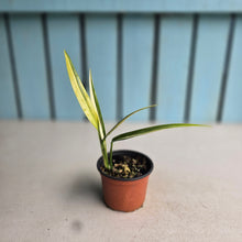 Load image into Gallery viewer, #H73 Variegated Epipremnum Amplissimum