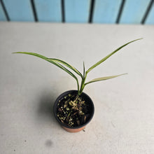 Load image into Gallery viewer, #H73 Variegated Epipremnum Amplissimum