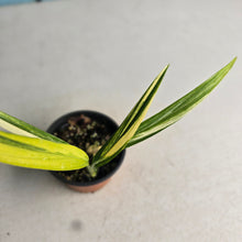 Load image into Gallery viewer, #H73 Variegated Epipremnum Amplissimum