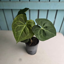 Load image into Gallery viewer, #H71 Anthurium Clarinervium x