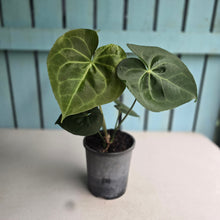 Load image into Gallery viewer, #H71 Anthurium Clarinervium x