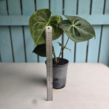 Load image into Gallery viewer, #H71 Anthurium Clarinervium x