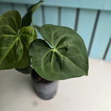 Load image into Gallery viewer, #H71 Anthurium Clarinervium x