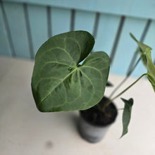 Load image into Gallery viewer, #H71 Anthurium Clarinervium x