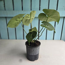 Load image into Gallery viewer, #H71 Anthurium Clarinervium x