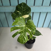 Load image into Gallery viewer, #B16 Monstera Thai Constellation