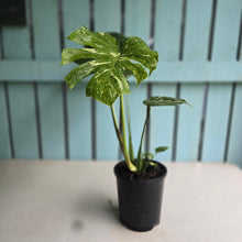 Load image into Gallery viewer, #B16 Monstera Thai Constellation